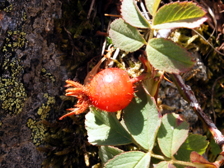 Rosa alpina